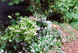 [photo, Spring flowers near Hammond-Harwood House, Maryland Ave., Annapolis, Maryland]