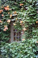 [photo, Trumpet Vine (Campsis radicans), private garden, Cornhill St., Annapolis, Maryland]