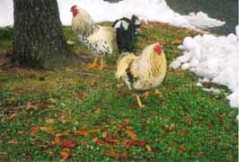 [photo, Roosters, Annapolis, Maryland]