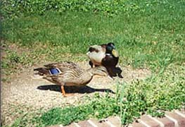 [photo, Mallards, Annapolis, Maryland]